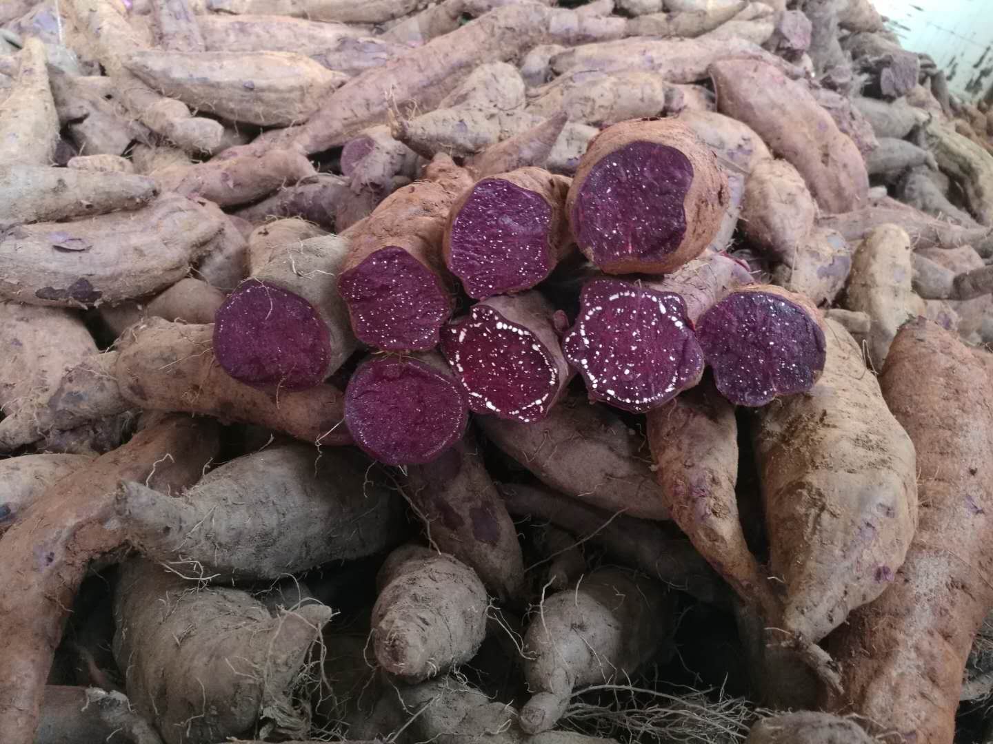 通海甘蓝最新收购价格，甜蜜收购背后的家的温暖