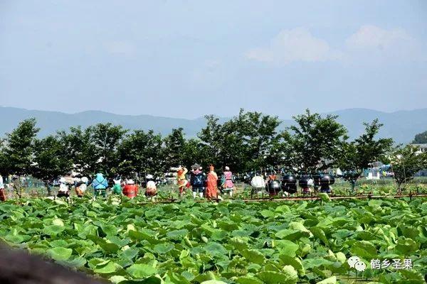 昭通盛世荷苑最新进展，科技与生活的融合新篇章